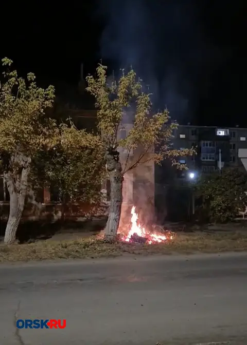 В Орске загорелось дерево