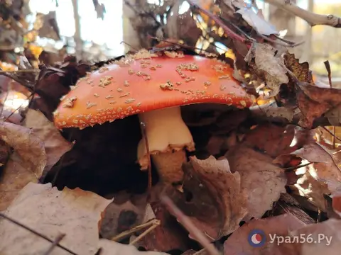 На этой рабочей неделе в Оренбургской области будет сухо и тепло