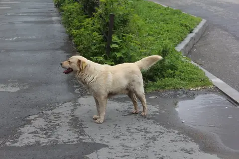 С наступлением осени собак в городе стало заметно больше