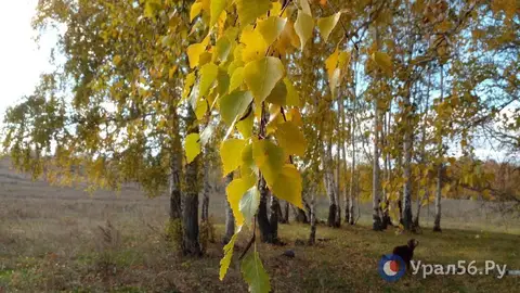 Жителей Оренбургской области ожидают теплые выходные