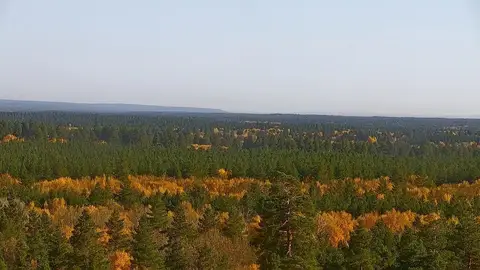 В Бузулукском бору наступила золотая осень