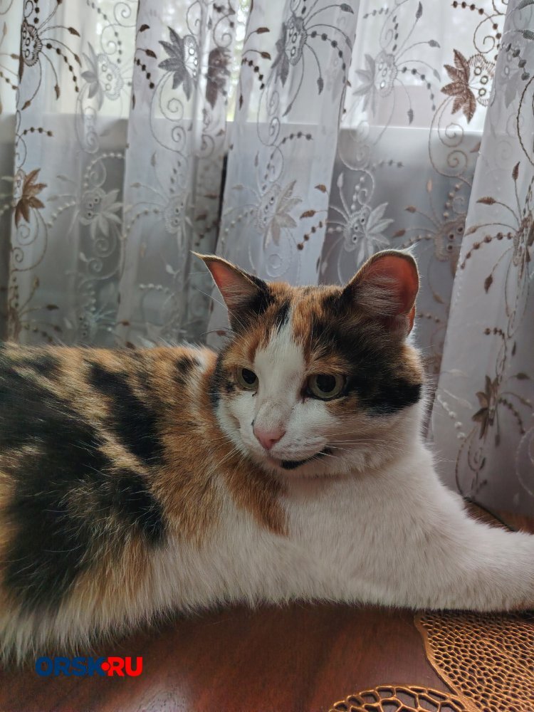 Кошачий бум: четыре печальные и пушистые истории в рубрике #котМаксим — фото 2