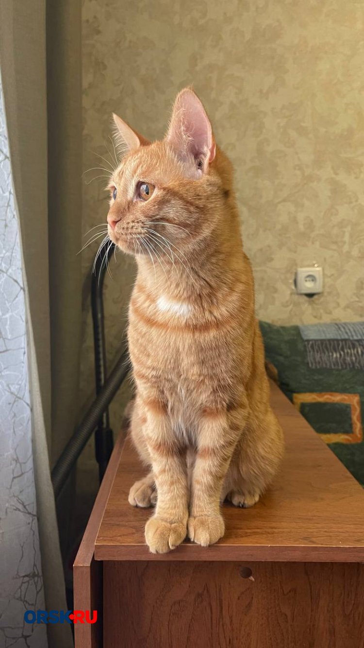 Кошачий бум: четыре печальные и пушистые истории в рубрике #котМаксим — фото 10
