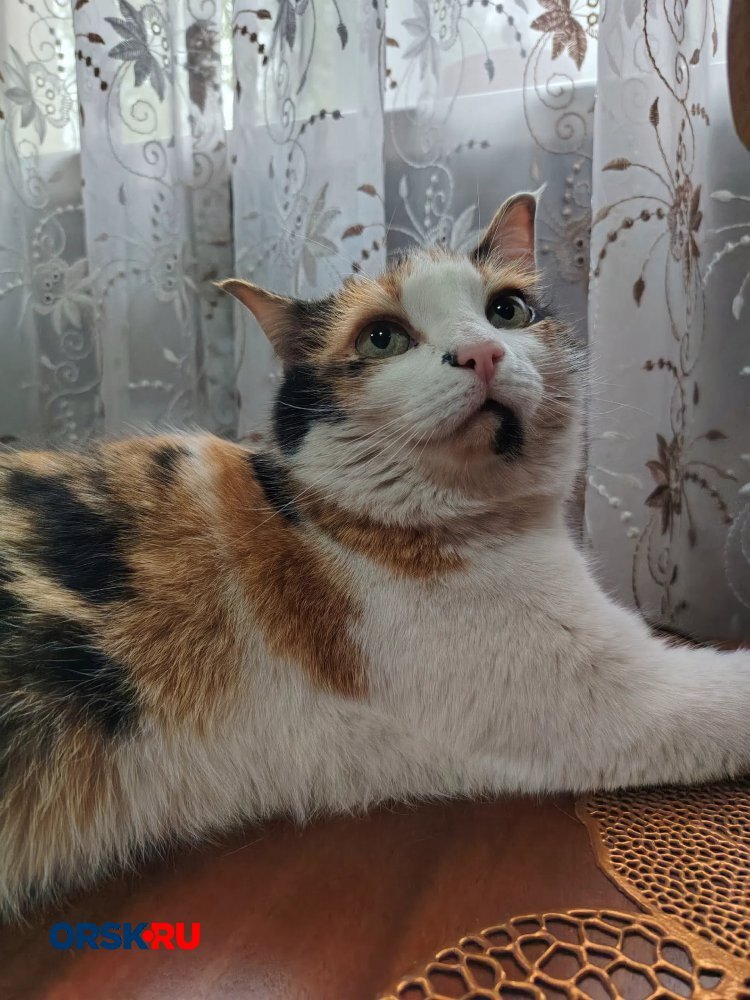 Кошачий бум: четыре печальные и пушистые истории в рубрике #котМаксим — фото 1