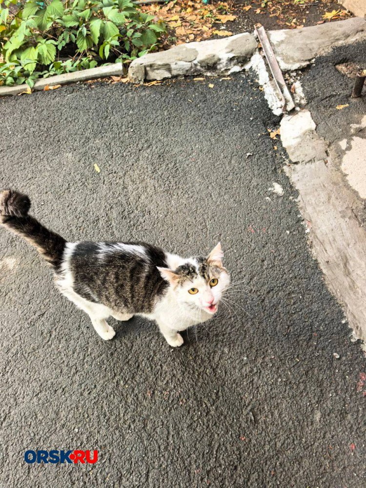 Кошачий бум: четыре печальные и пушистые истории в рубрике #котМаксим — фото 7