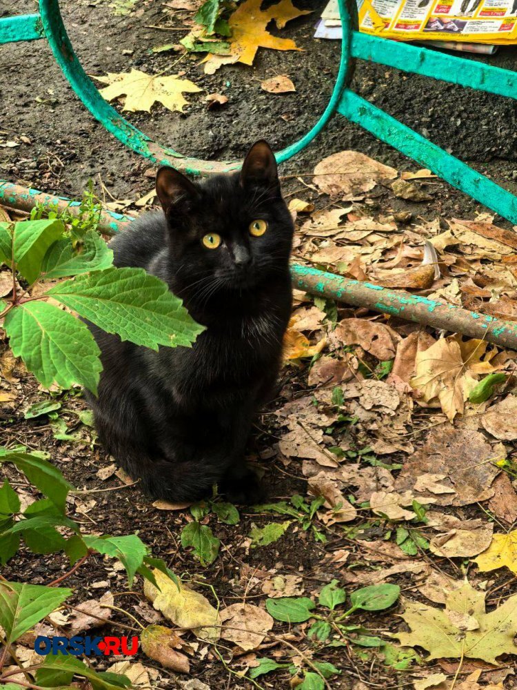 Кошачий бум: четыре печальные и пушистые истории в рубрике #котМаксим — фото 9