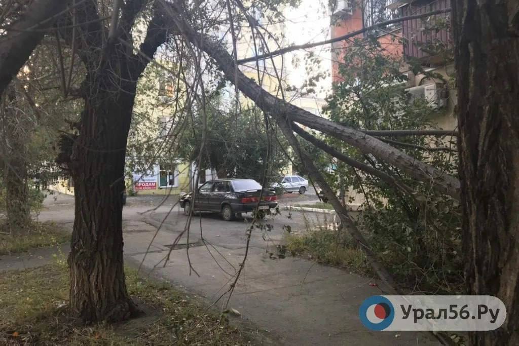 Водитель требует почти 300 тыс. рублей с управляющей компании из-за упавших на авто веток