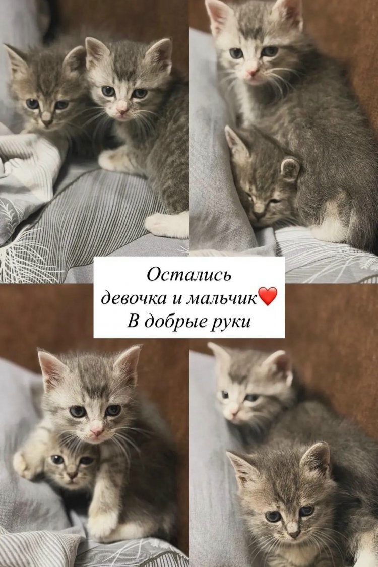 Нашли в кустах без мамы и почти без сил: два малыша ищут дом в рубрике #котМаксим