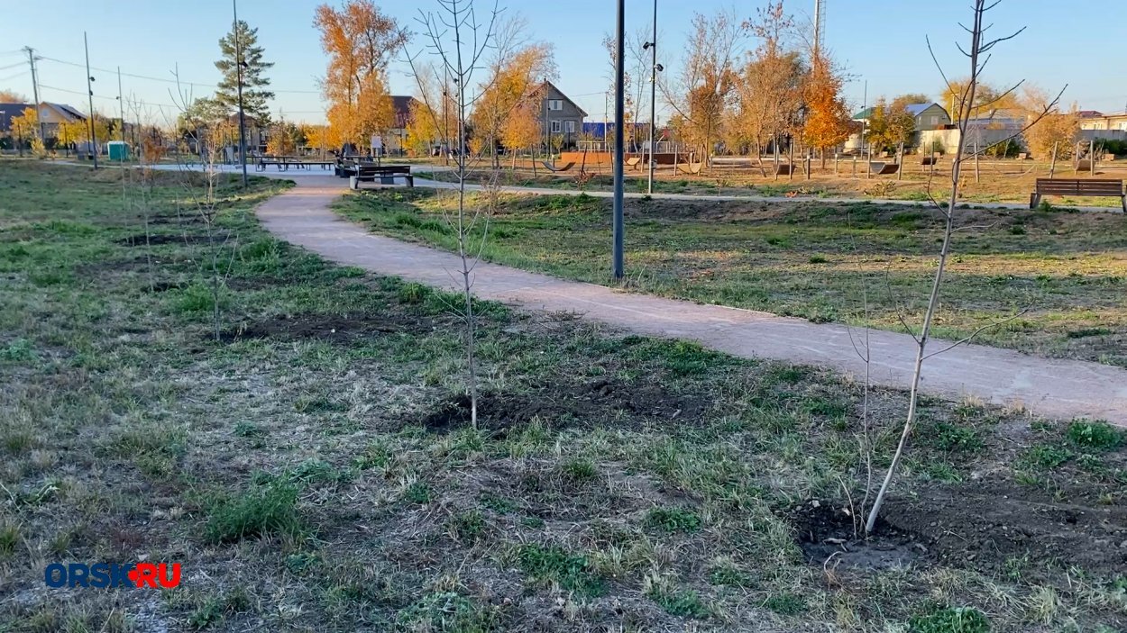В саду Шевченко в Орске высадили 30 саженцев ясеня и сумаха — фото 1