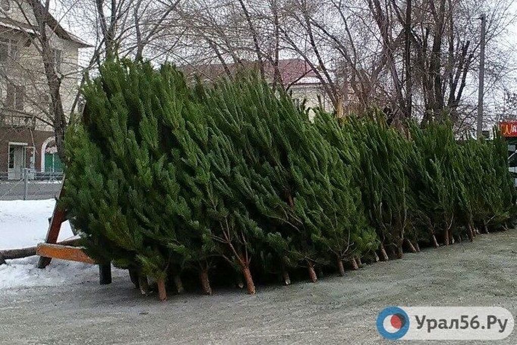 Где в этом году в Орске могут появиться елочные базары?