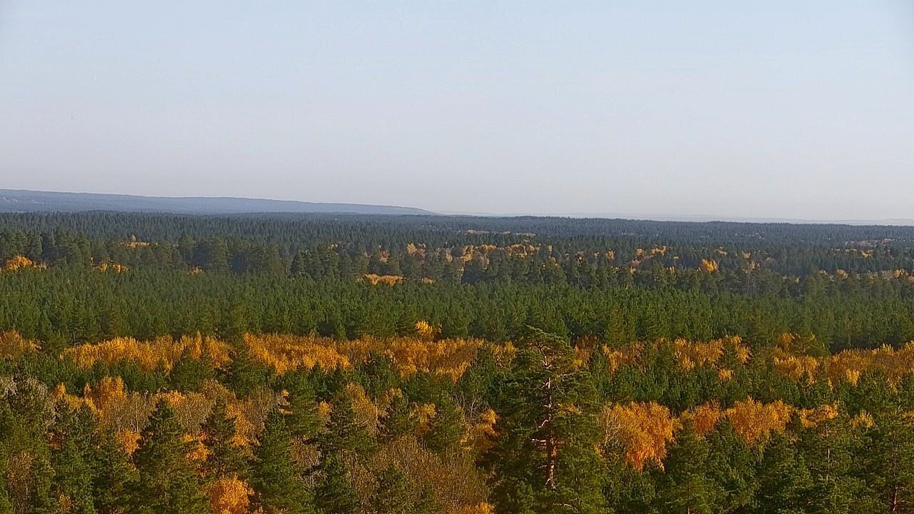 В Бузулукском бору наступила золотая осень — фото 1