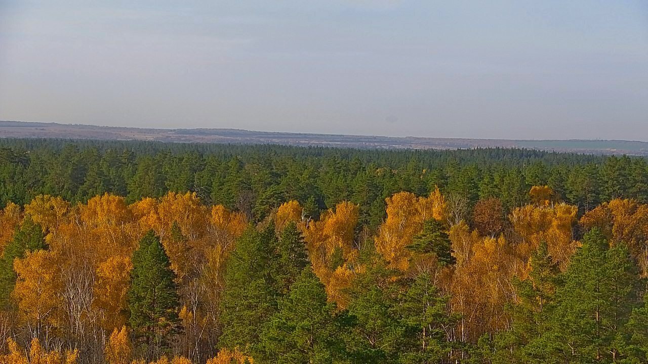 В Бузулукском бору наступила золотая осень — фото 2