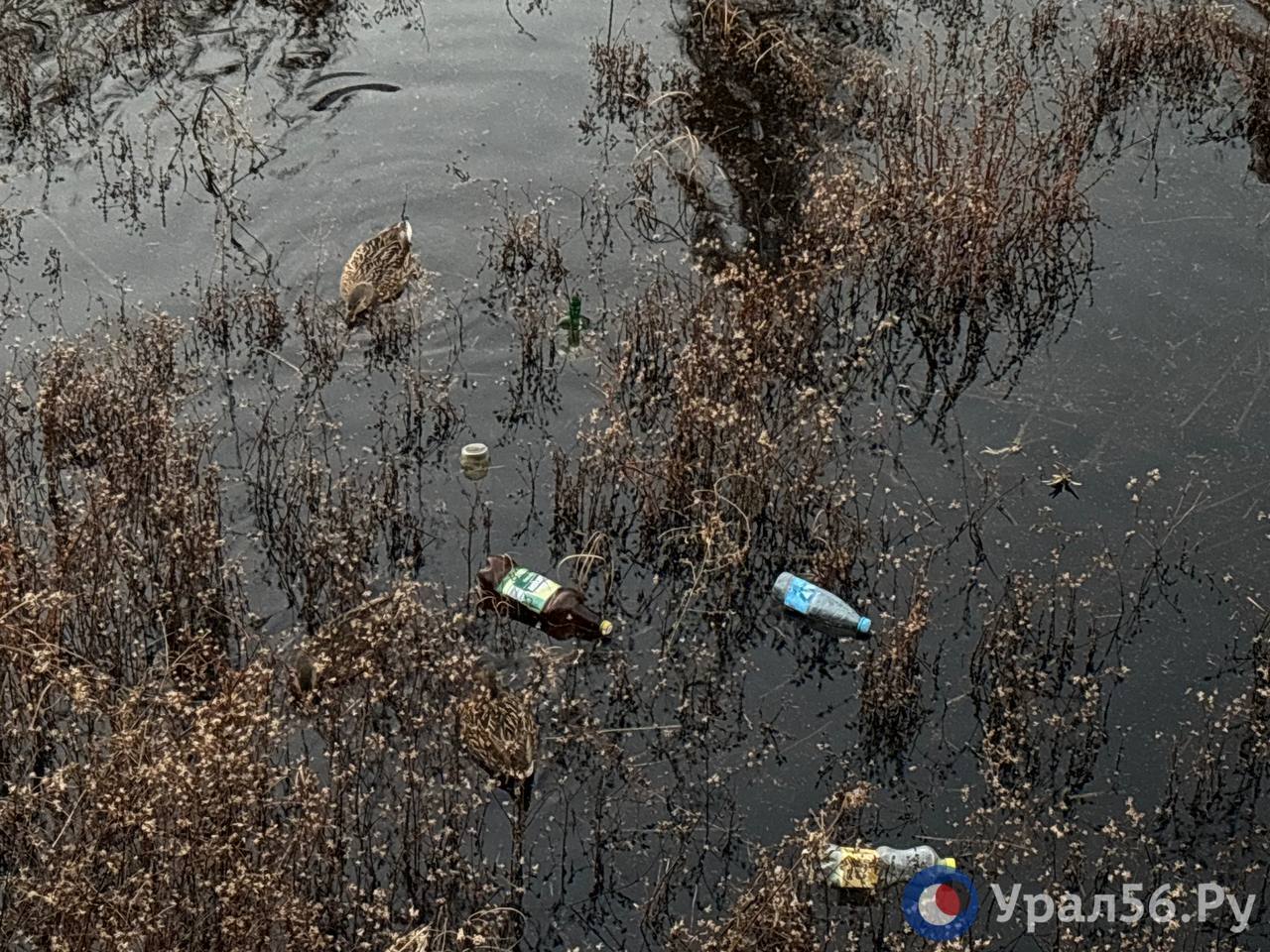 На Тропе здоровья в Оренбурге восстановили водоем: что будет с ним зимой? — фото 3