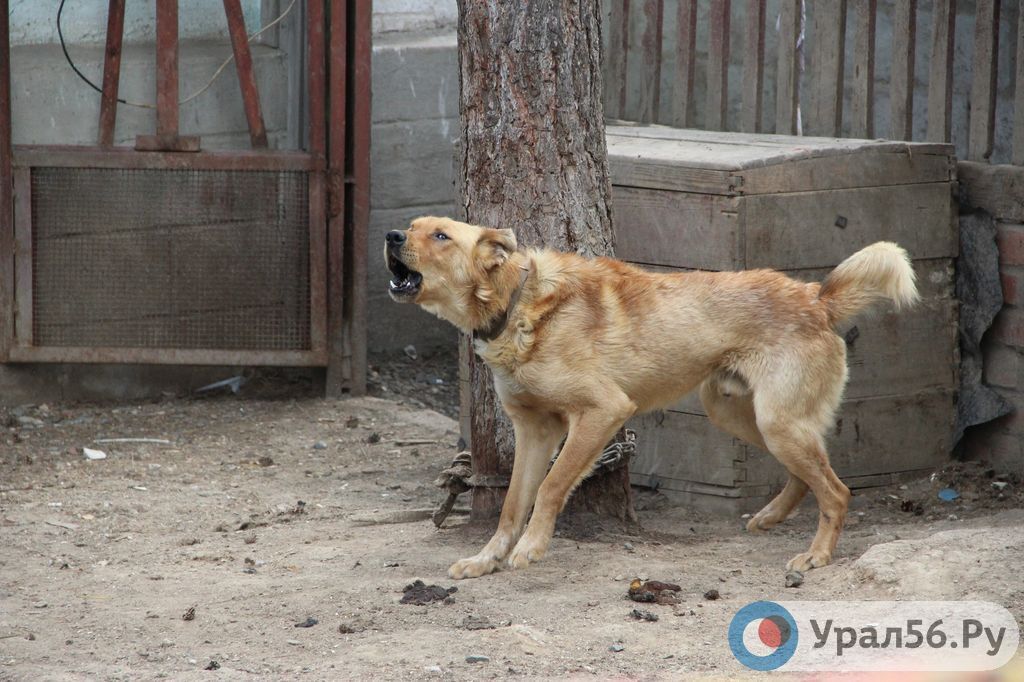 В Оренбурге стая бродячих собак загрызла более 50 овец